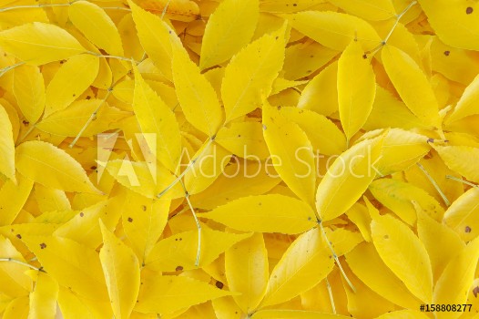 Picture of Yellow fallen leaves background